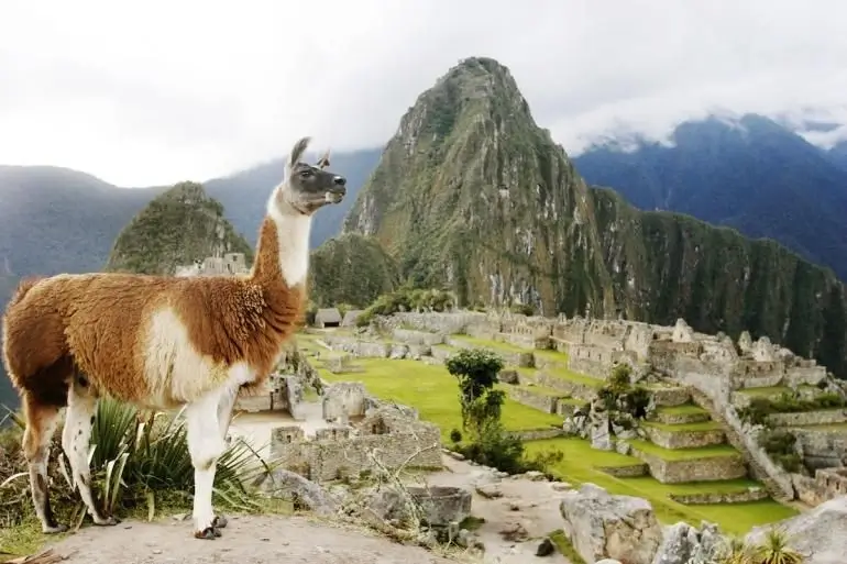 Llama standing in front of the ancient ruins of Machu Picchu, Peru