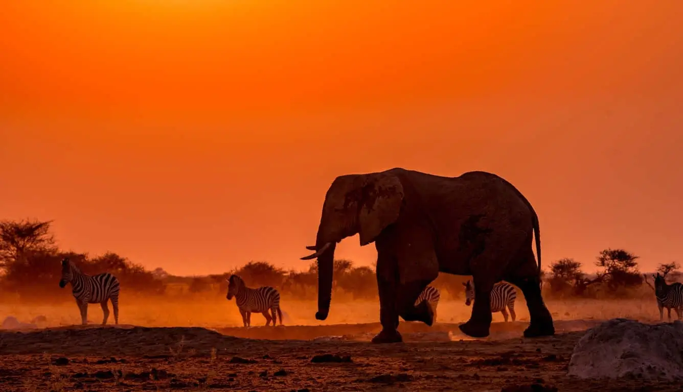 A majestic elephant walking across the Serengeti savanna at sunset