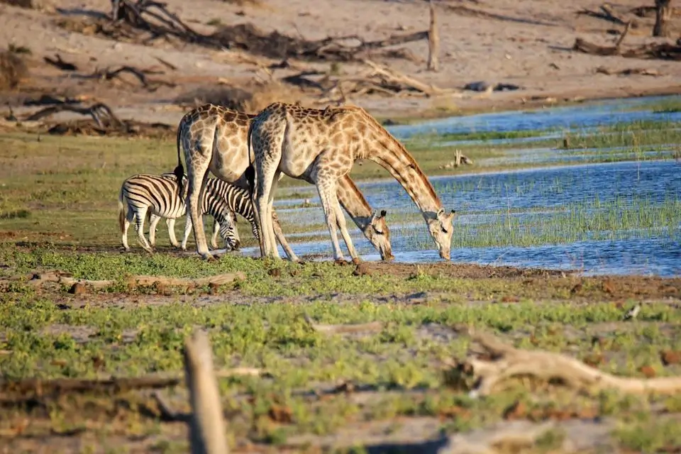 Giraffes grazing in the Okavango Delta with water in the background
