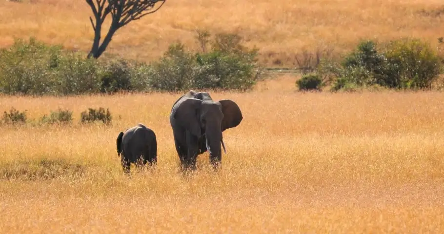 A family of elephants walking through the Maasai Mara in Kenya