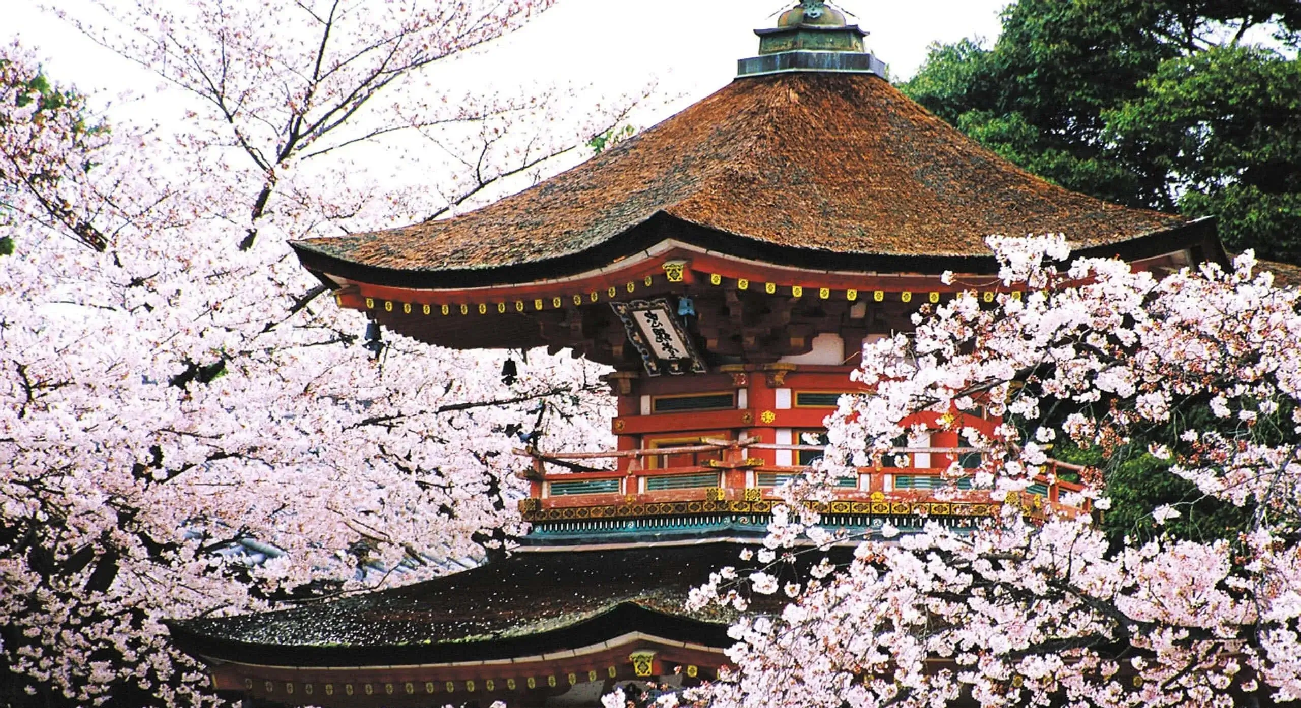 Historic Japanese temple surrounded by blooming cherry blossom trees in Kyoto